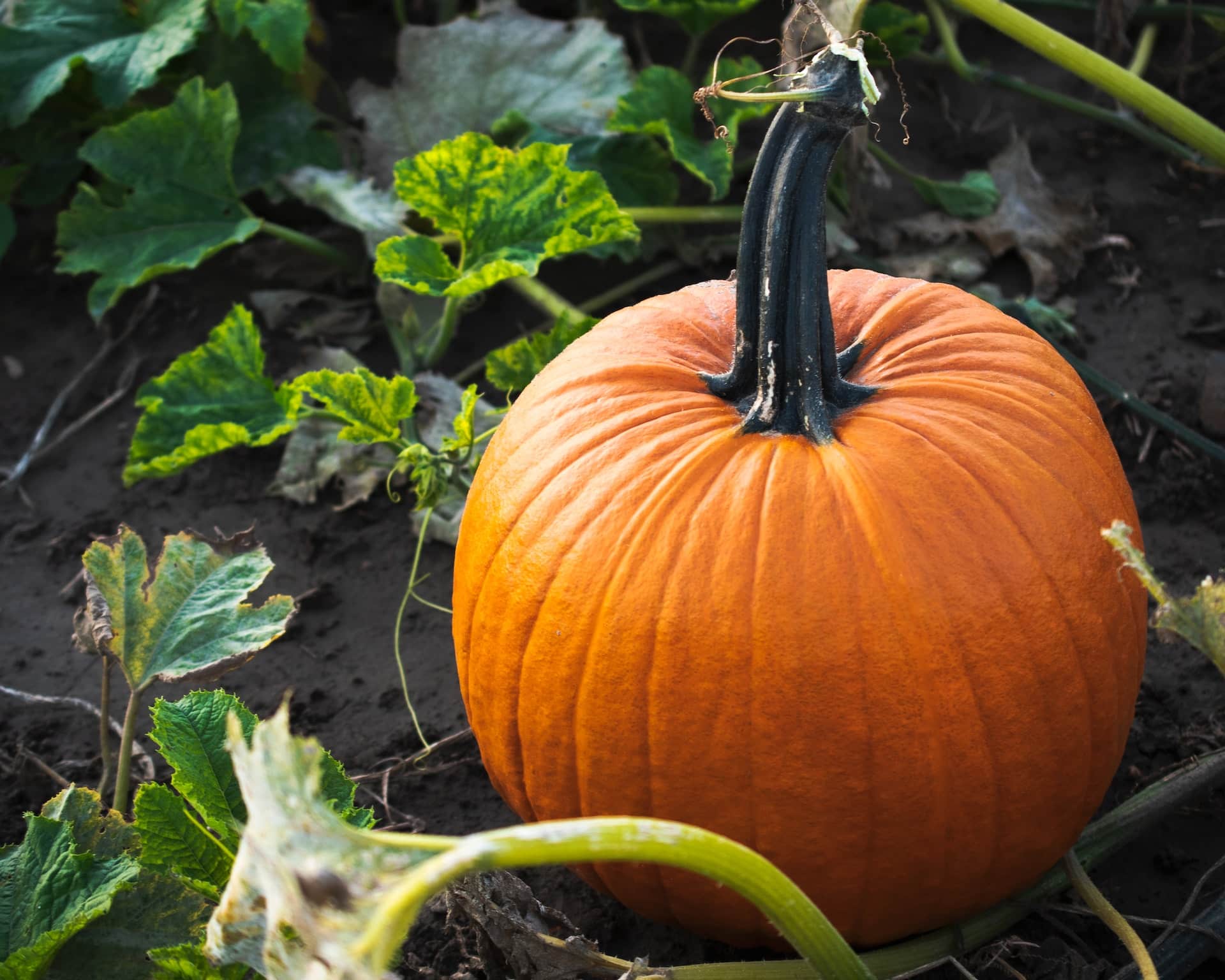 pumpkin
